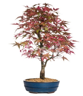 Ak�aa�a� bonsai s�per bonsai a�ac�  Ankara 14 �ubat cicek , cicekci 