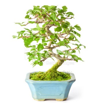 S zerkova bonsai ksa sreliine  Ankara 14 ubat nternetten iek siparii 