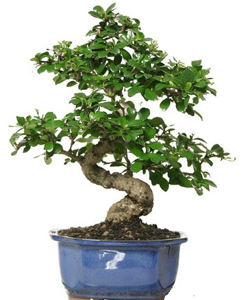 21 ile 25 cm aras� �zel S bonsai japon a�ac�  Ankara 14 �ubat �i�ek�i telefonlar� 