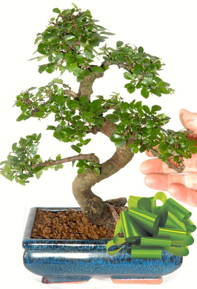 Yaklak 25 cm boyutlarnda S bonsai  Ankara 14 ubat iek siparii sitesi 