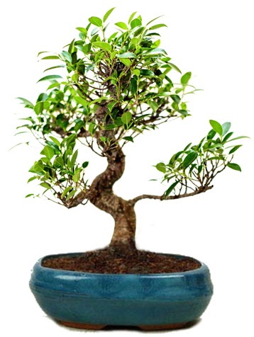 25 cm ile 30 cm aral���nda Ficus S bonsai  Ankara 14 �ubat �i�ek g�nderme sitemiz g�venlidir 
