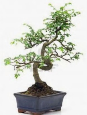 S g�vde bonsai minyat�r a�a� japon a�ac�  Ankara 14 �ubat sevgililer g�n� �i�ek sat��� 