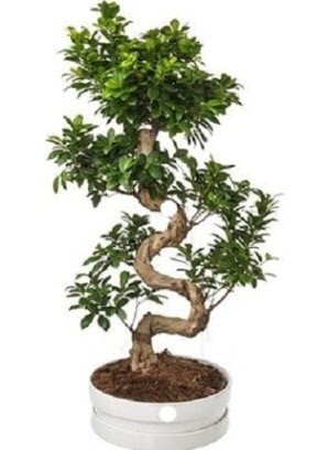90 cm ile 100 cm civar S peyzaj bonsai  Ankara 14 ubat iek gnderme sitemiz gvenlidir 