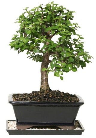 15 cm civar Zerkova bonsai bitkisi  Ankara 14 ubat iek siparii sitesi 