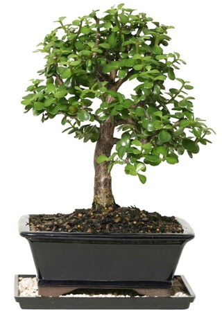 15 cm civar� Zerkova bonsai bitkisi  Ankara 14 �ubat �i�ek sipari�i sitesi 
