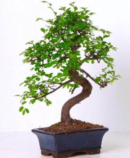 S g�vdeli bonsai minyat�r a�a� japon a�ac�  Ankara 14 �ubat �i�ek g�nderme sitemiz g�venlidir 