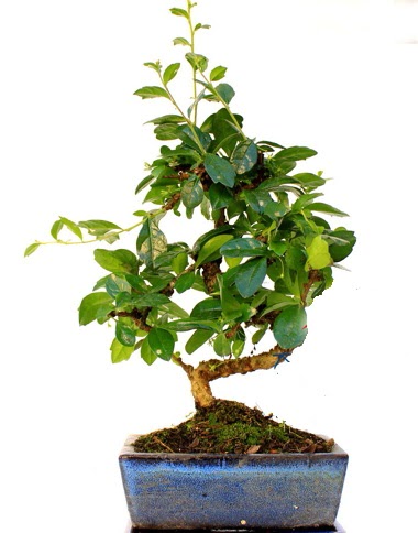 S gvdeli carmina bonsai aac  Ankara 14 ubat iek yolla ieki  Minyatr aa