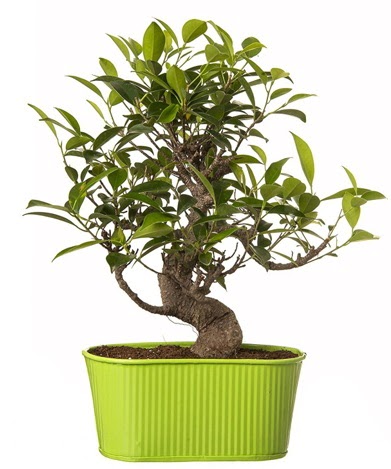 Ficus S g�vdeli muhte�em bonsai  Ankara 14 �ubat �i�ek sipari�i sitesi 