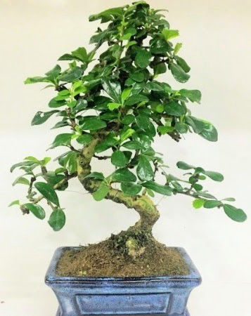 Zelkova S g�vdeli Minyat�r a�a� Bonzai  Ankara 14 �ubat �i�ek g�nderme 