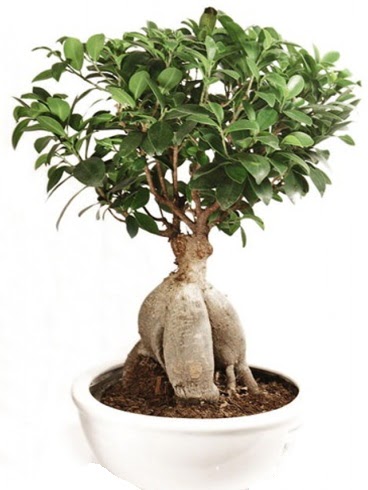 Ginseng bonsai japon aac ficus ginseng  Ankara 14 ubat nternetten iek siparii 