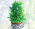 Ankara 14 �ubat �i�ek servisi , �i�ek�i adresleri  Bambu �zel b�y�k boy