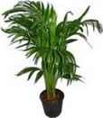  Ankara 14 �ubat �i�ek servisi , �i�ek�i adresleri  Areca palm  