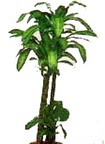  Ankara 14 �ubat �i�ek yolla , �i�ek g�nder , �i�ek�i   Dracaena massengena