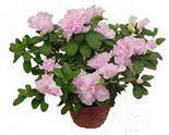 Ankara 14 �ubat �i�ek servisi , �i�ek�i adresleri  Rhodendron latince A�elya 