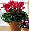  Ankara 14 �ubat cicekciler , cicek siparisi  Cyclamen 