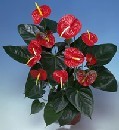  Ankara 14 �ubat �i�ek g�nderme  Anthurium Saksili Bitki